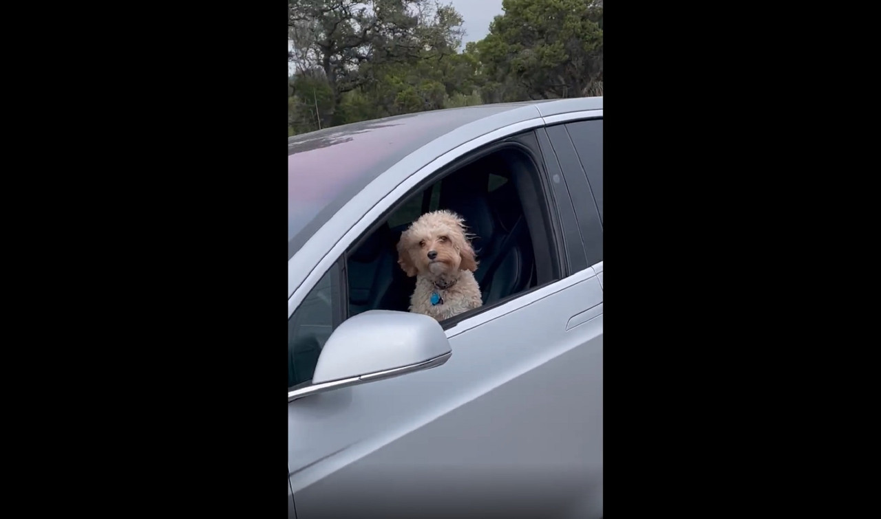 Tras video viral de perro “conduciendo” abren investigación por maltrato animal