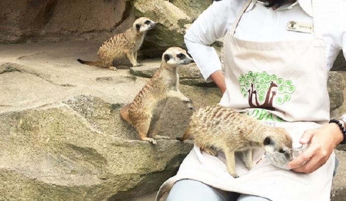 Meerkat Feeding