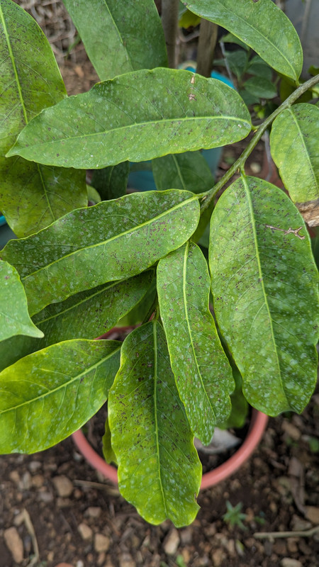 PXL_20250402_142850516