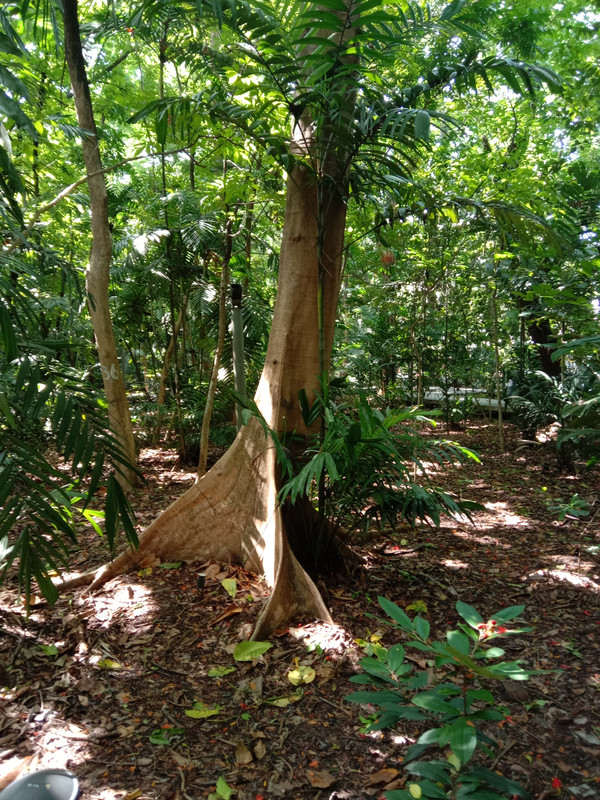 Arroceros Forest Park Manila Bagras20260715 142459