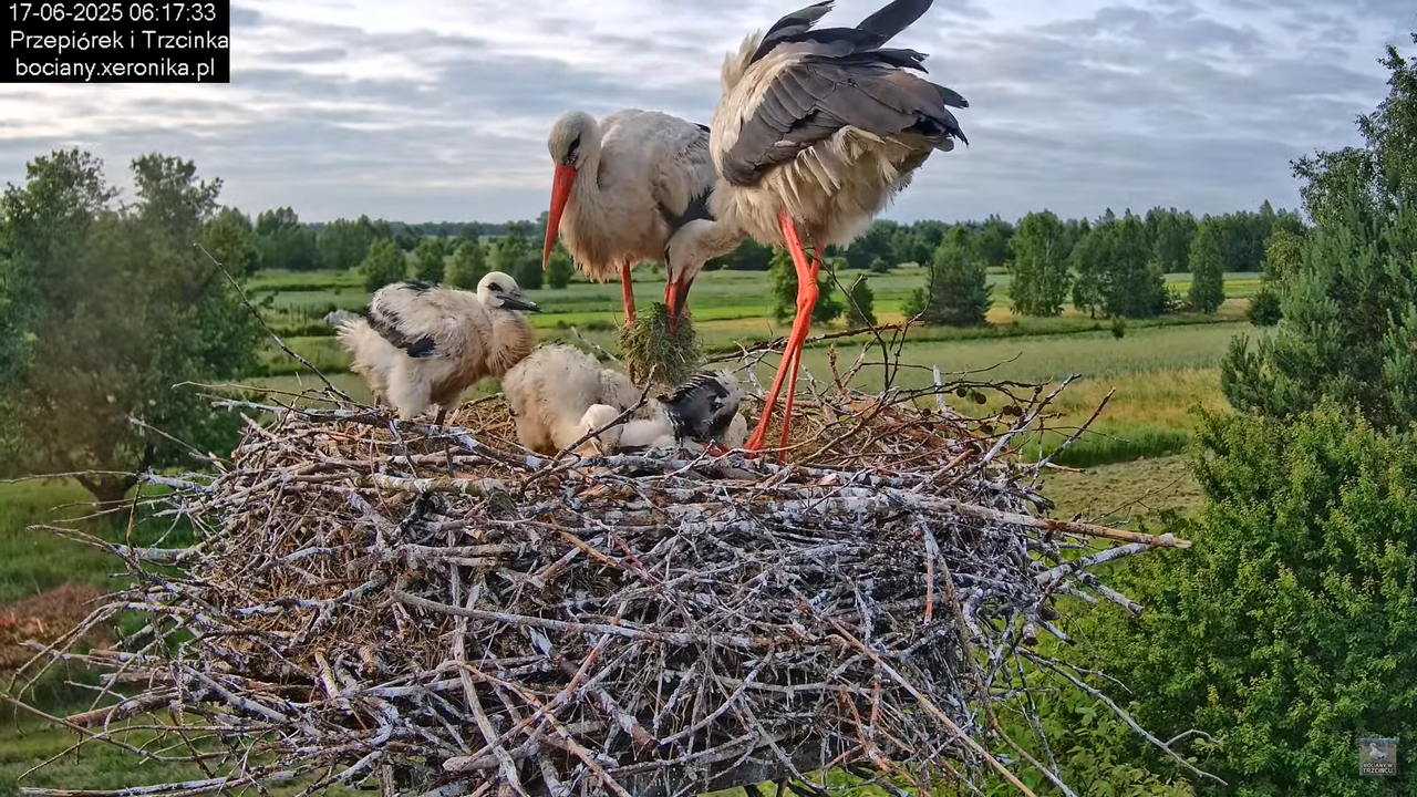17062025bociany17