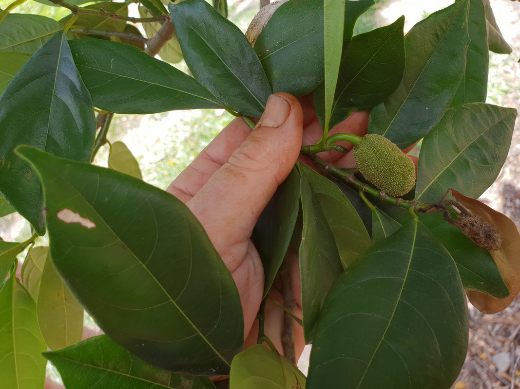 dwarf jack foliage
