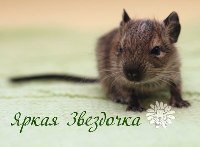 яркая-звездочка1_1-нед