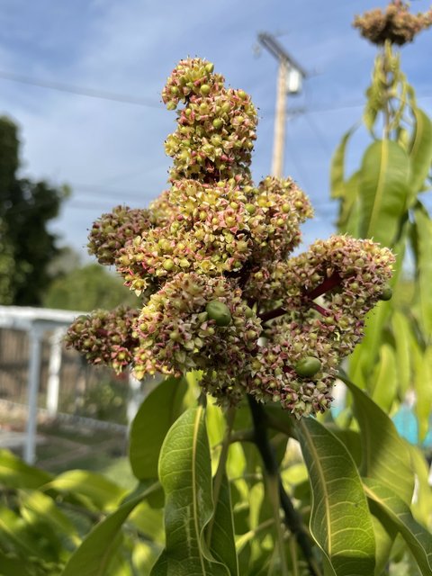 [Image: 3035600-E-D56-C-448-A-A4-FE-0-AB7093586-F8.jpg]