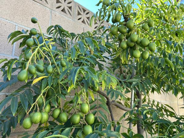 [Image: IMG-1672.jpg]