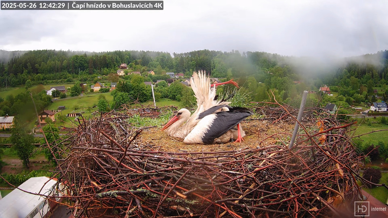 Tiešraide no KARA uzņēmuma stārķu skursteņa Bohuslavicē netālu no Trutnovas 12-29-59 screenshot (4)