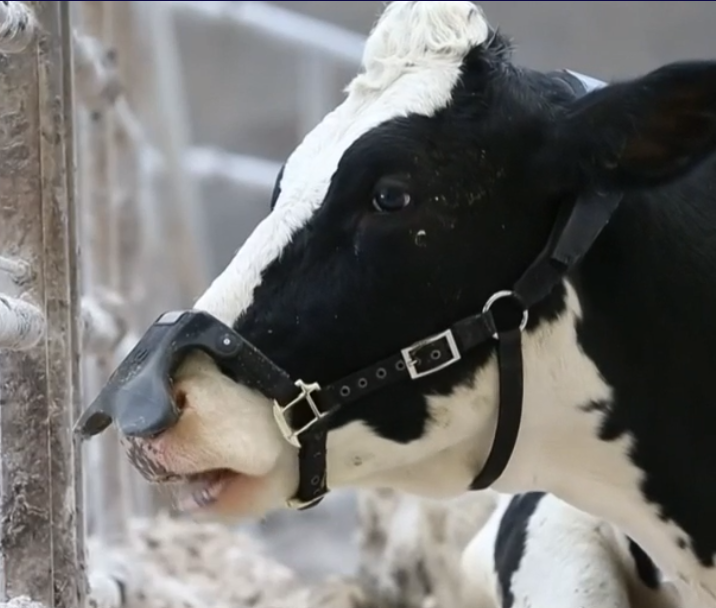 vache