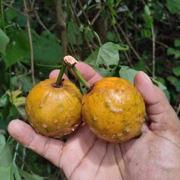 garcinia sp peru 1