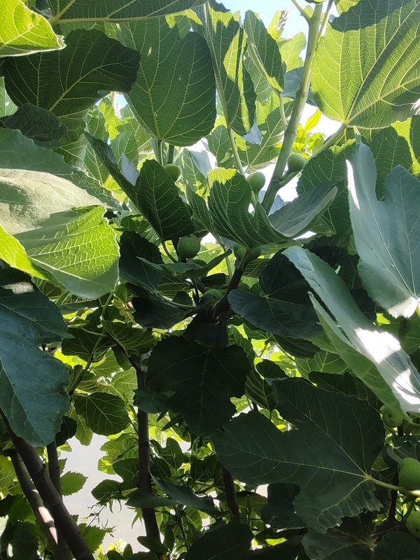 IMG_20230709_082223421_HDR