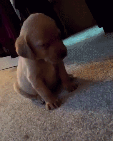 250334c740184a8d1ede5668227a2ffe.gif