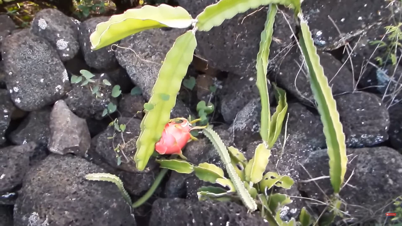 dragon-fruit-on-boulder.jpg