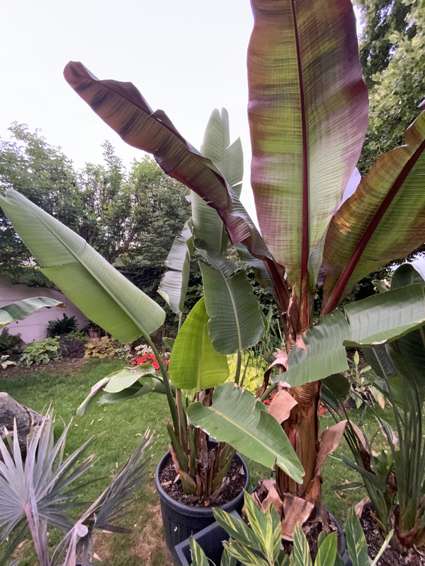 06B809BA-FA7E-45B5-9237-83A101078BF9