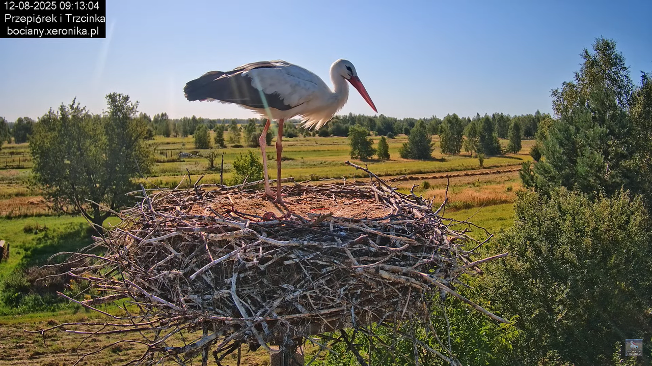 12082025bociany8