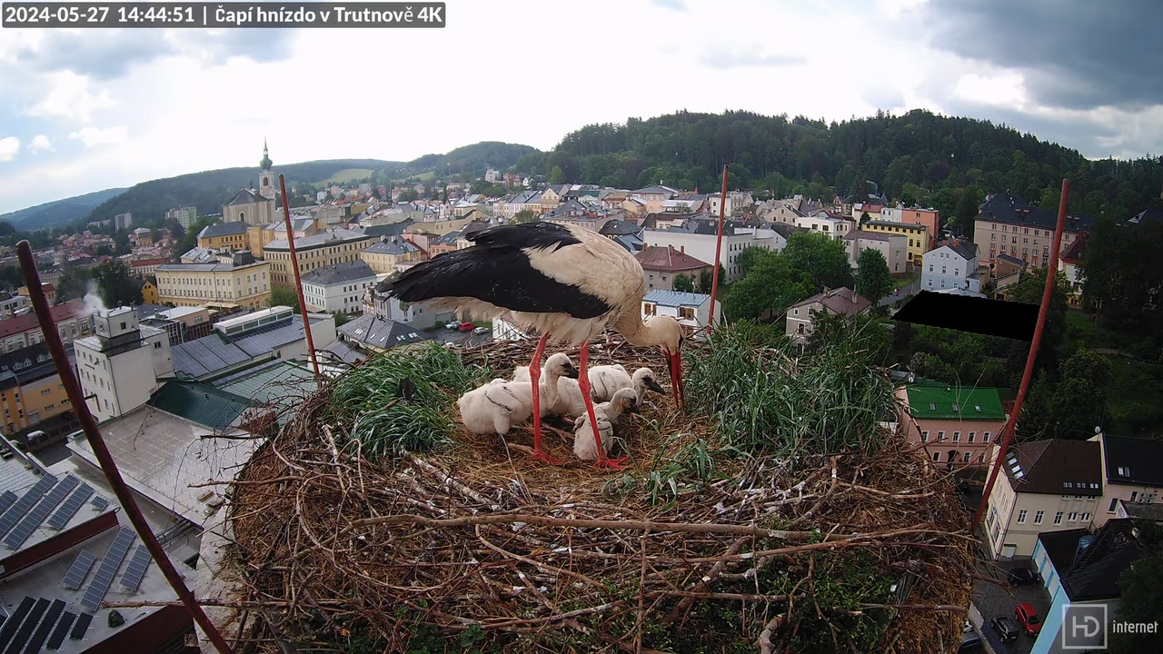 Živě z čapího hnízda na pivovarském komíně v Trutnově 11-27-11 screenshot
