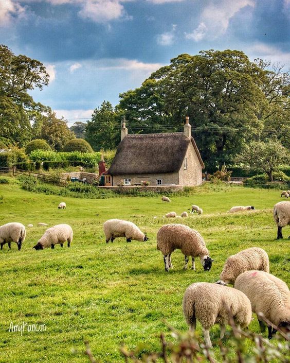 greencountrysheep.jpg