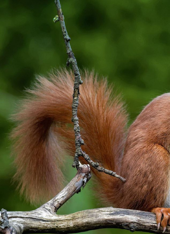 Foc Wil - Giu 2024 (11)