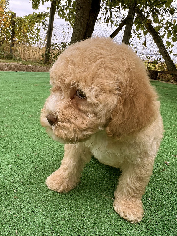 Lagotto Romagnolo female puppy for sale – Ideal Dale Elita – 48 days old – photo 1 – orange coat
