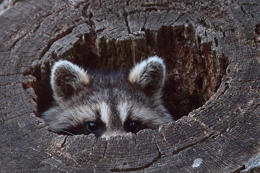 raccoon-peek-a-boo-bruce-j-robinson.jpg