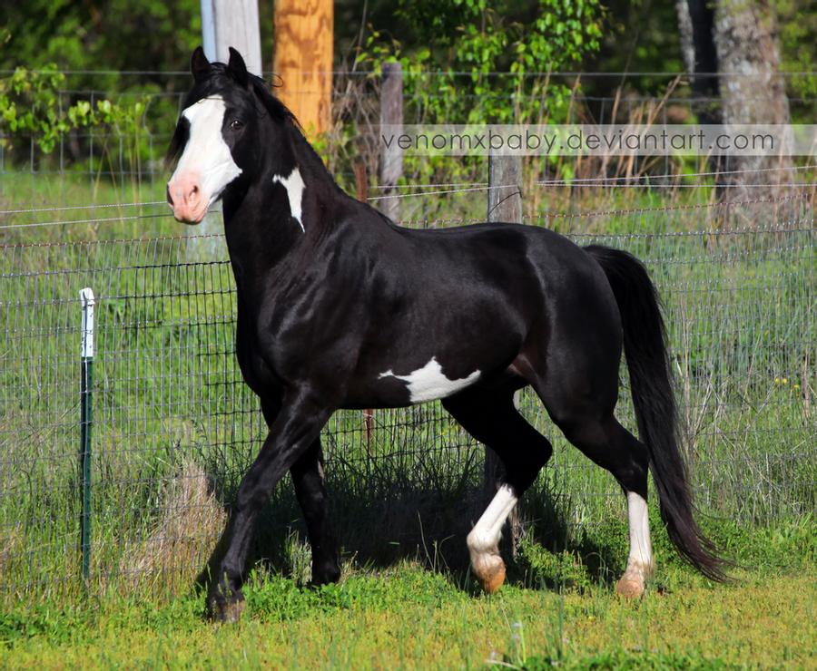 black-overo-stallion-7-by-venomxbaby-d69mlt9-fullview.jpg