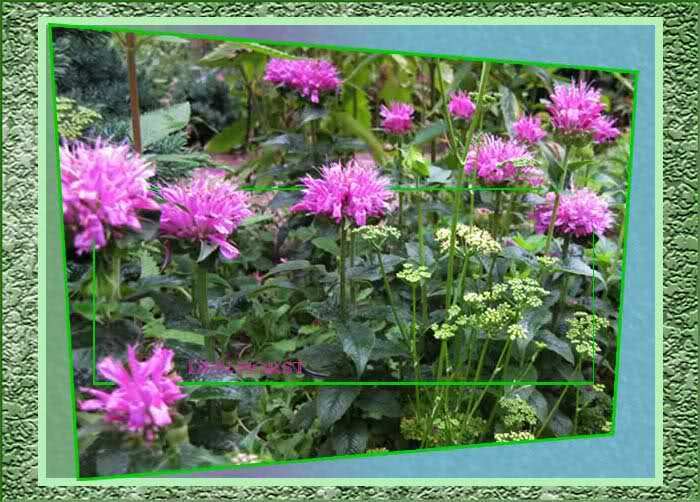 MONARDA-ACPETDEL-PETITE-DELIGHT