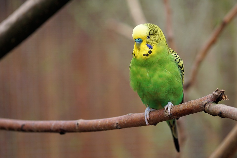 Výzva - Simíci podle našich mazlíčků Budgie-2201255-960-720