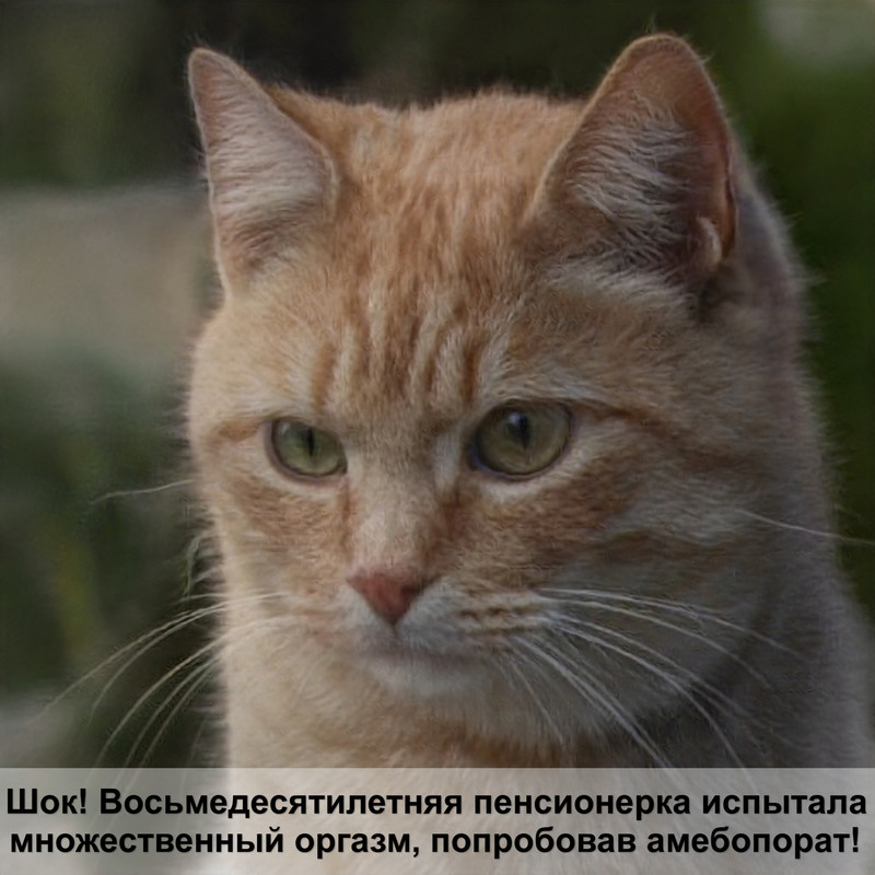 беременность кошки лезет шерсть