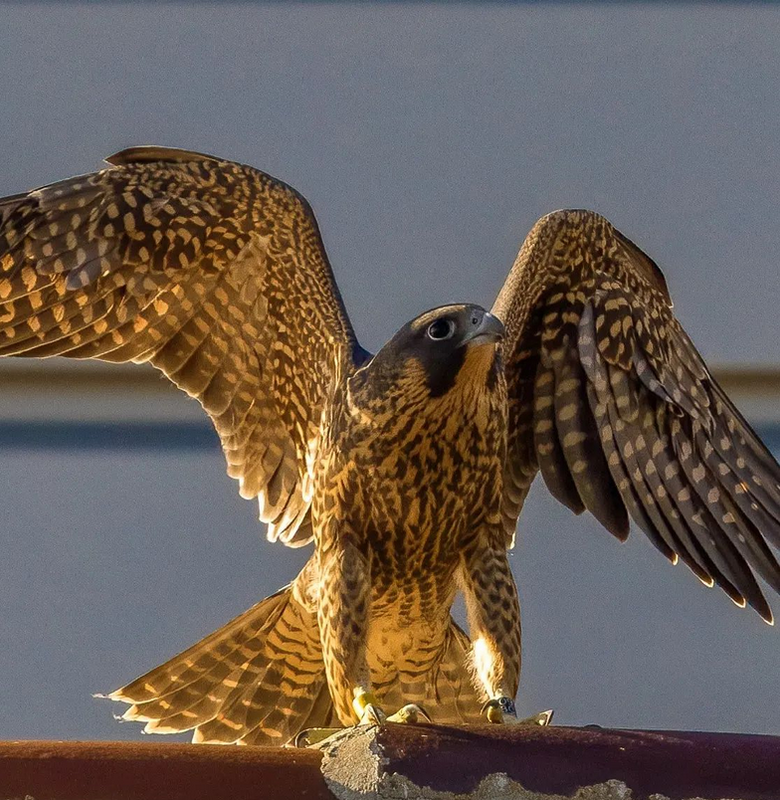 Screenshot 2022-06-21 at 05-07-05 Moon Rabbit Rising (@moon_rabbit_rising) • Instagram photos and vi