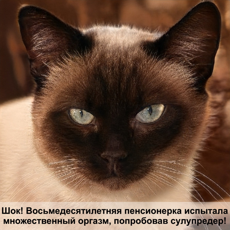 как рожают кошки