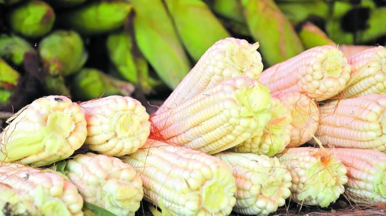 Quiere 'robar elotes', pero parcela es cuidada por un felino grande