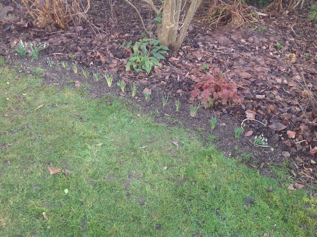 Schneeglöck- chen aus 1792 10. Feb.16