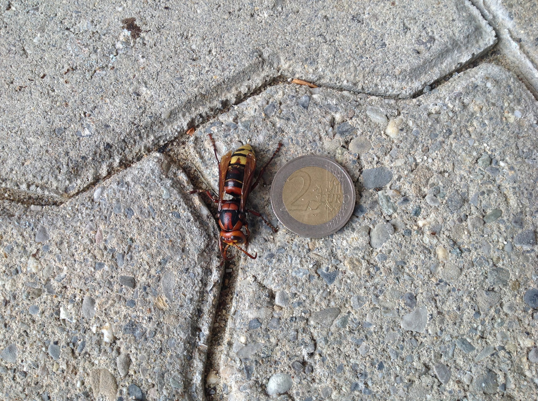 Hornissen Königin 19.Oktober 2015 (1)