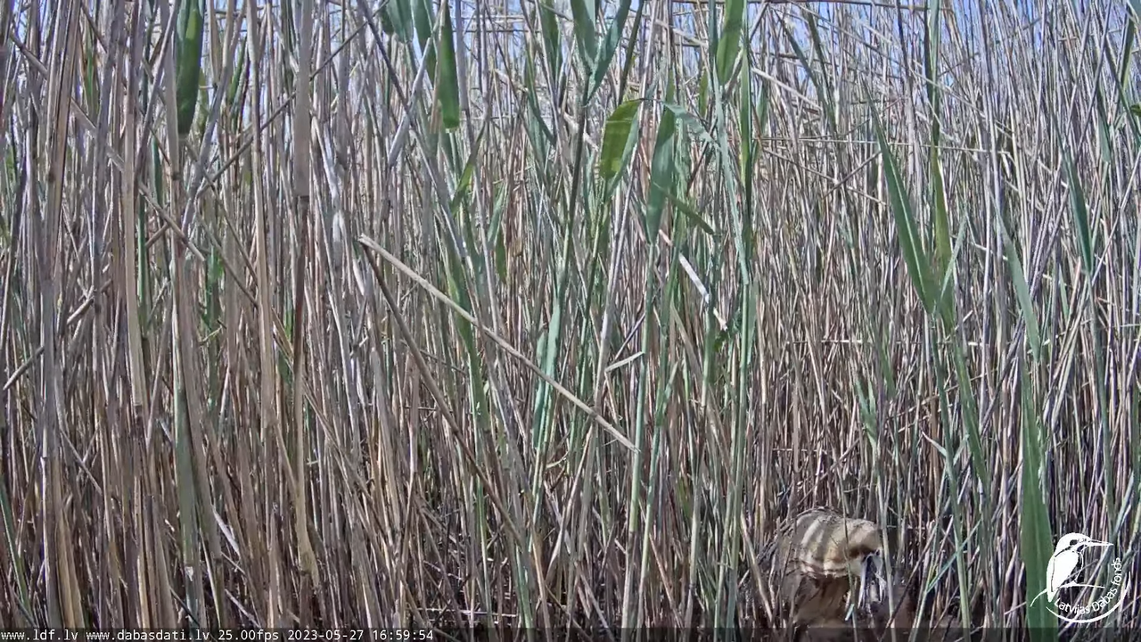 Lielais dumpis (Botaurus stellaris) Engurē - LDF tiešraide 10-33-26 screenshot