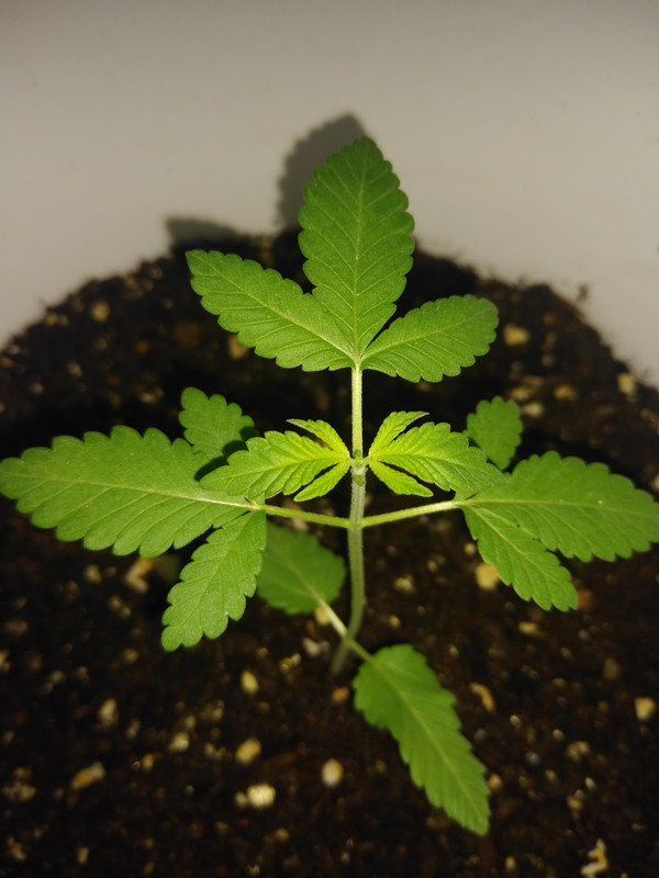 IMG_20200814_030148774