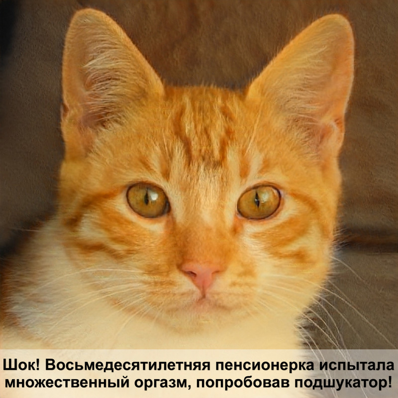 самая сильная кошка