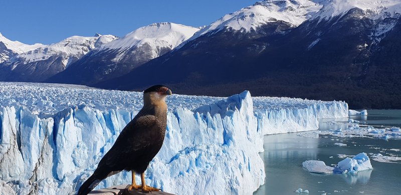 RÍO DE JANEIRO Y RUTA POR ARGENTINA POR LIBRE. AGOSTO 2019 - Blogs de Brasil - VIERNES 23 AGOSTO 2019: El Perito Moreno (10)