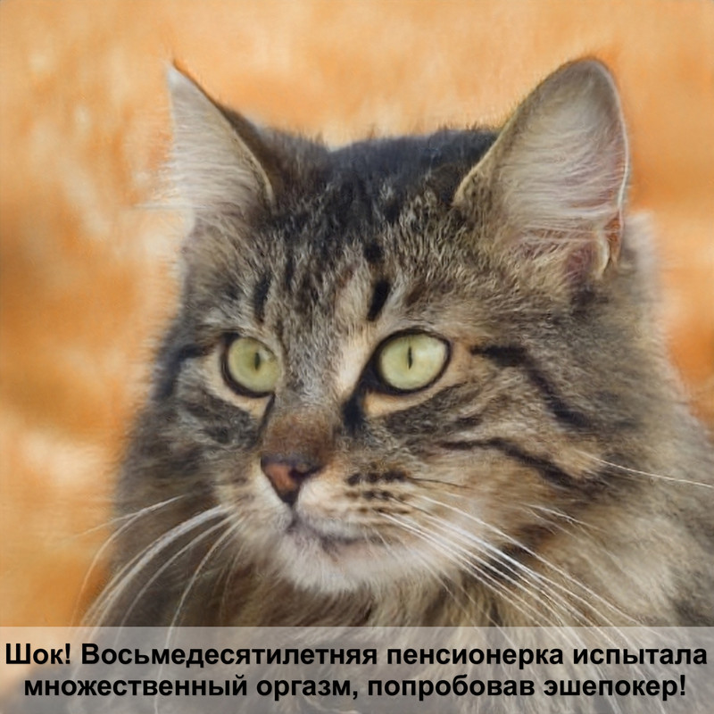 кошка как рысь