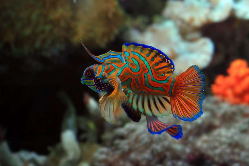 Mandarin Fish