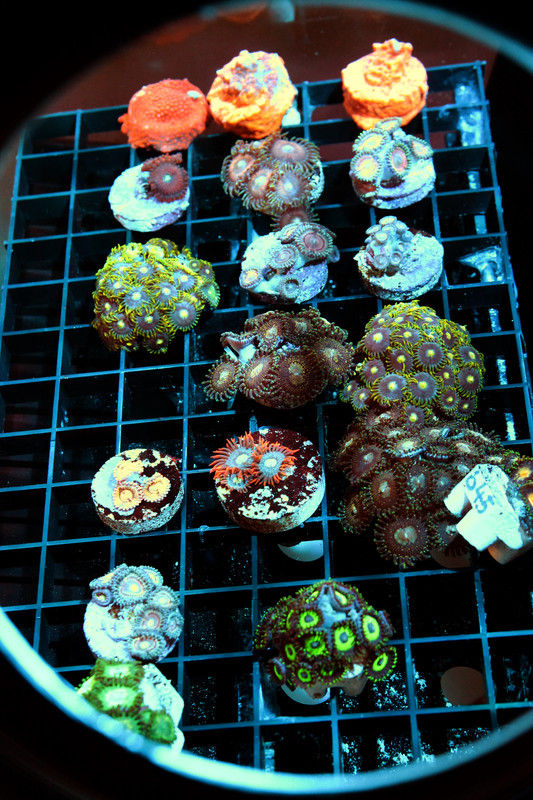 zoa1
