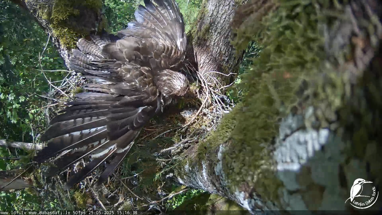 Melnās klijas (Milvus migrans) Kurzemē_ peļu klijāni (Buteo buteo) 11-49-53 screenshot