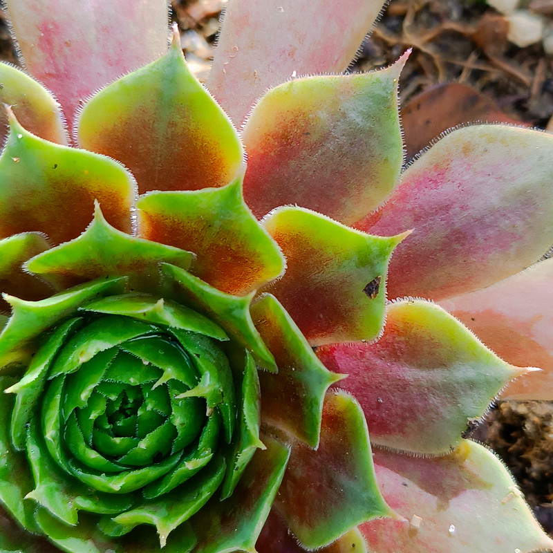 Sempervivum