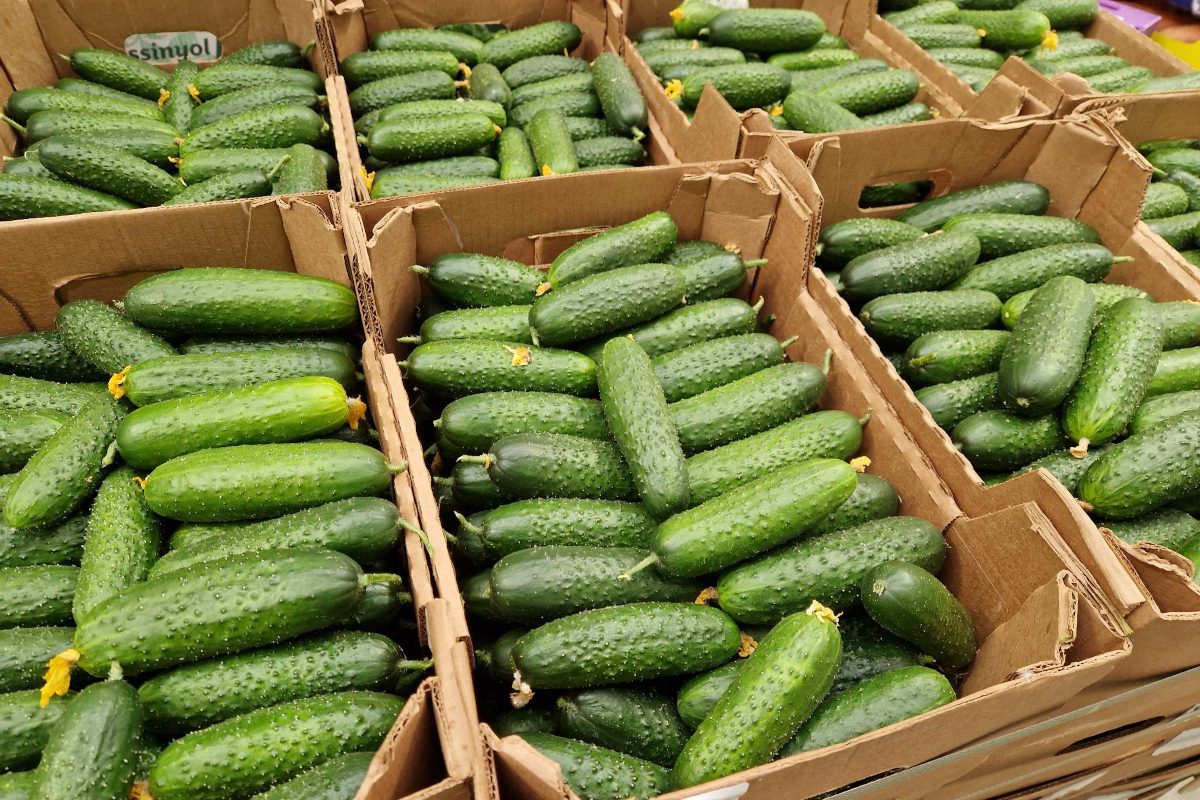 Importowany-ogorek-gruntowy-z-Rosji