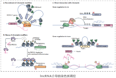 lncRNAs的基因调控及其生物学功能-5.png