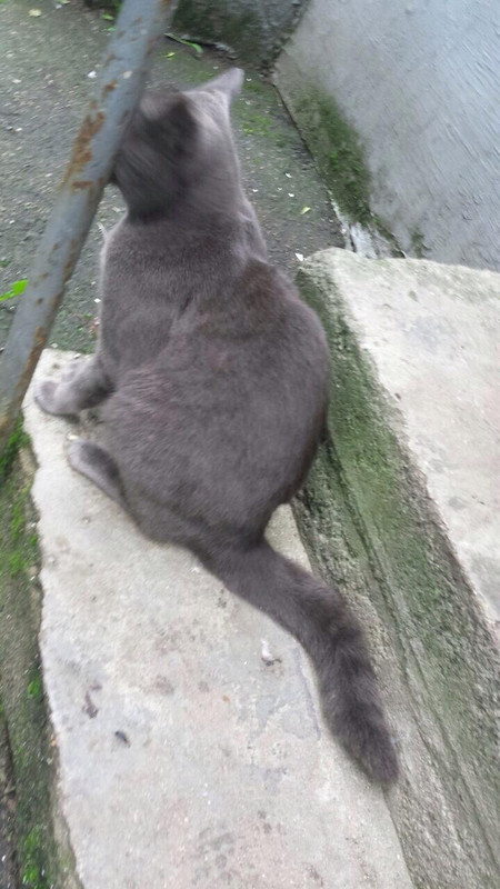 КотСерыйЛена (4)