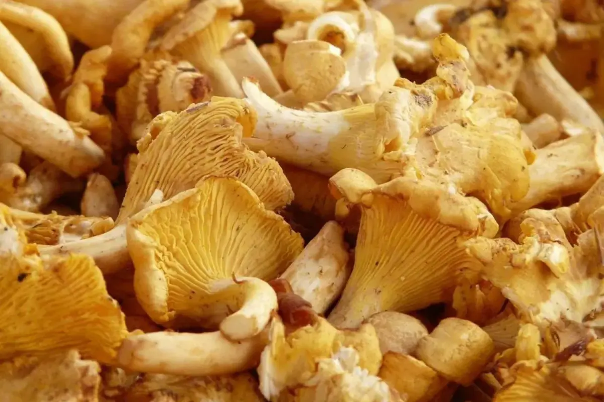 Chanterelle (Girolle)