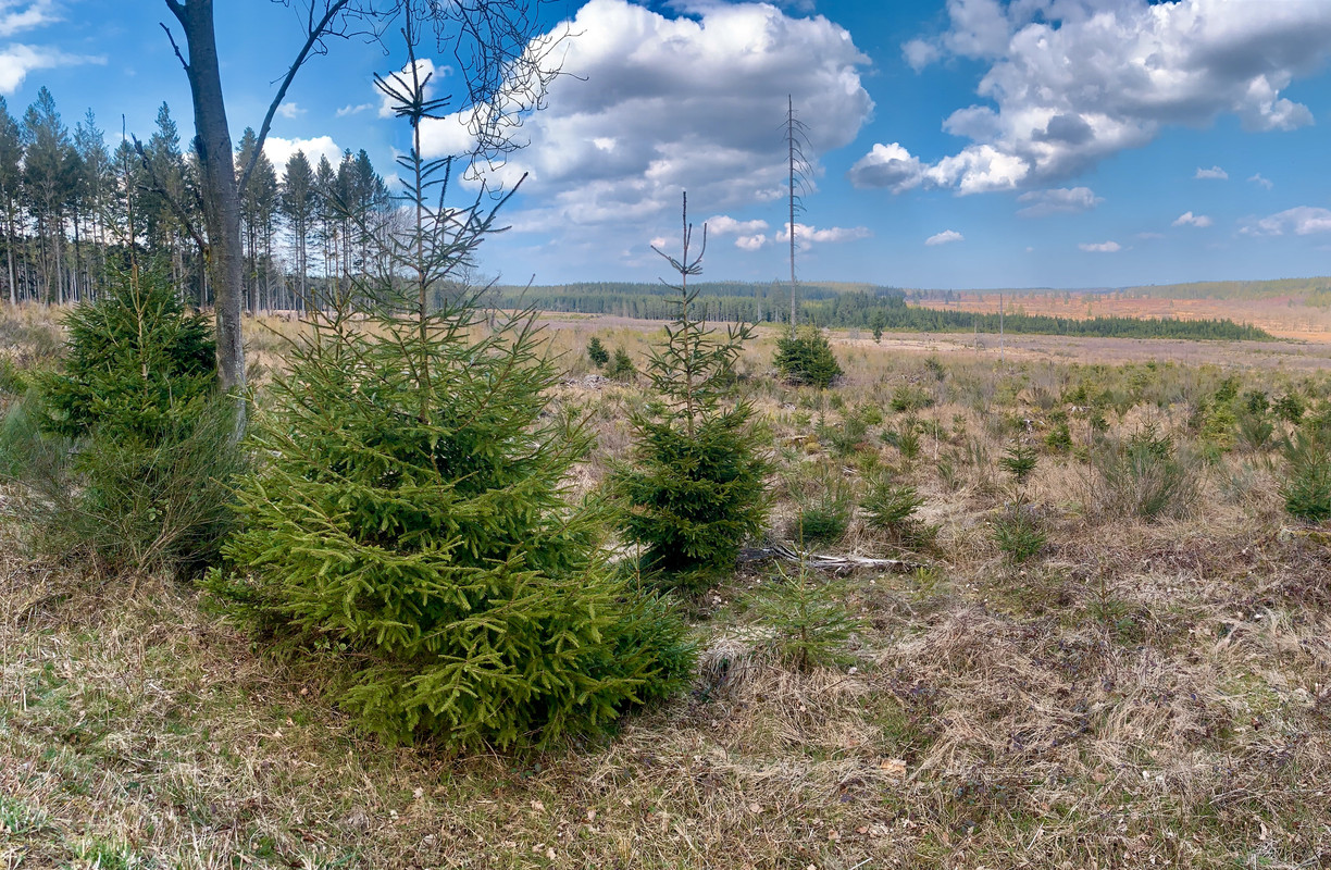 953019D6-FF60-48ED-8797-E3E8BA08FD0A_1_201_a