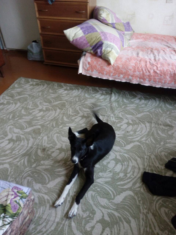 Untitled collage (3)