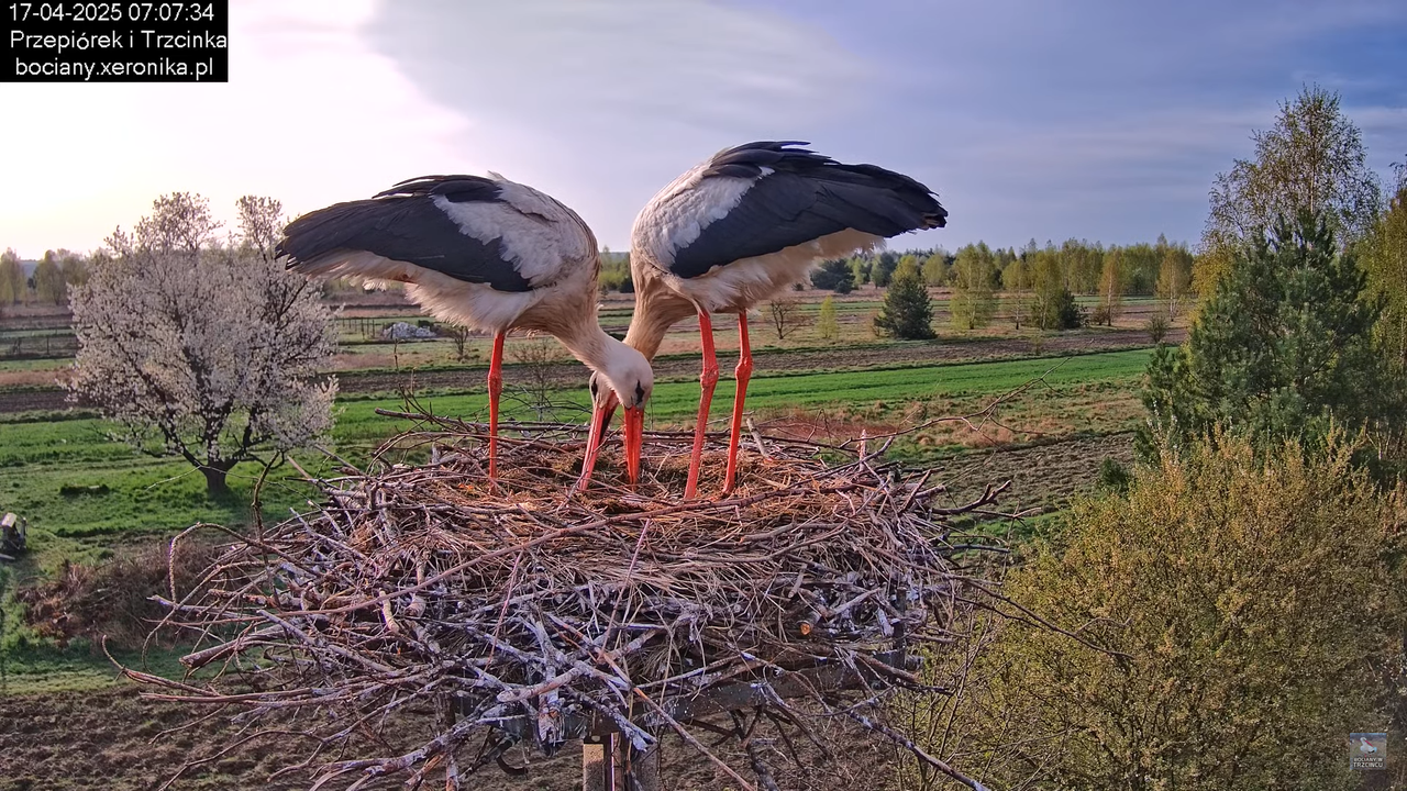 17042025bociany7