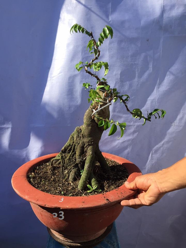 38490788_261922937970373_4894659487752781824_n