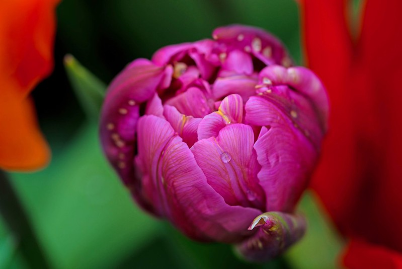 magenta-petal.jpg