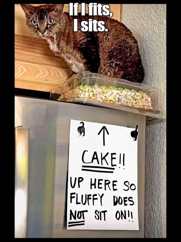 meet-fluffy-your-basic-lawless-cat
